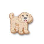 Golden Doodle Puppy